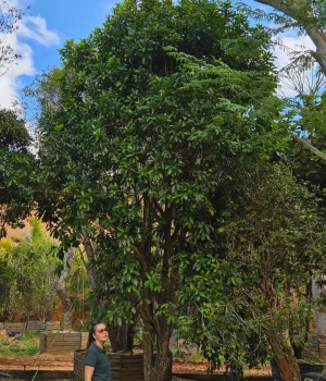Abricó de Macaco
