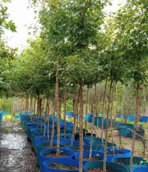 Acer rubro