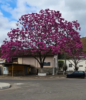 Ipê rosa