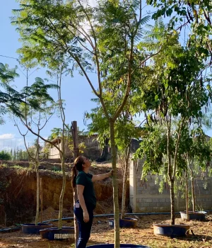 Jacaranda mimoso