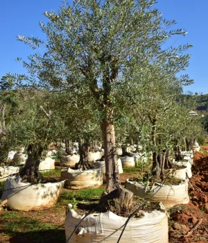 Oliveira