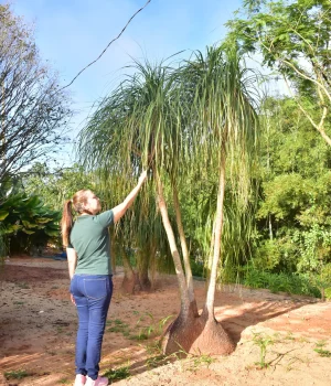 Pata de elefante