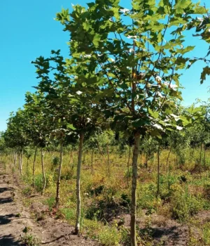 Planatus