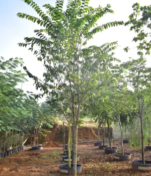 Sapucaia